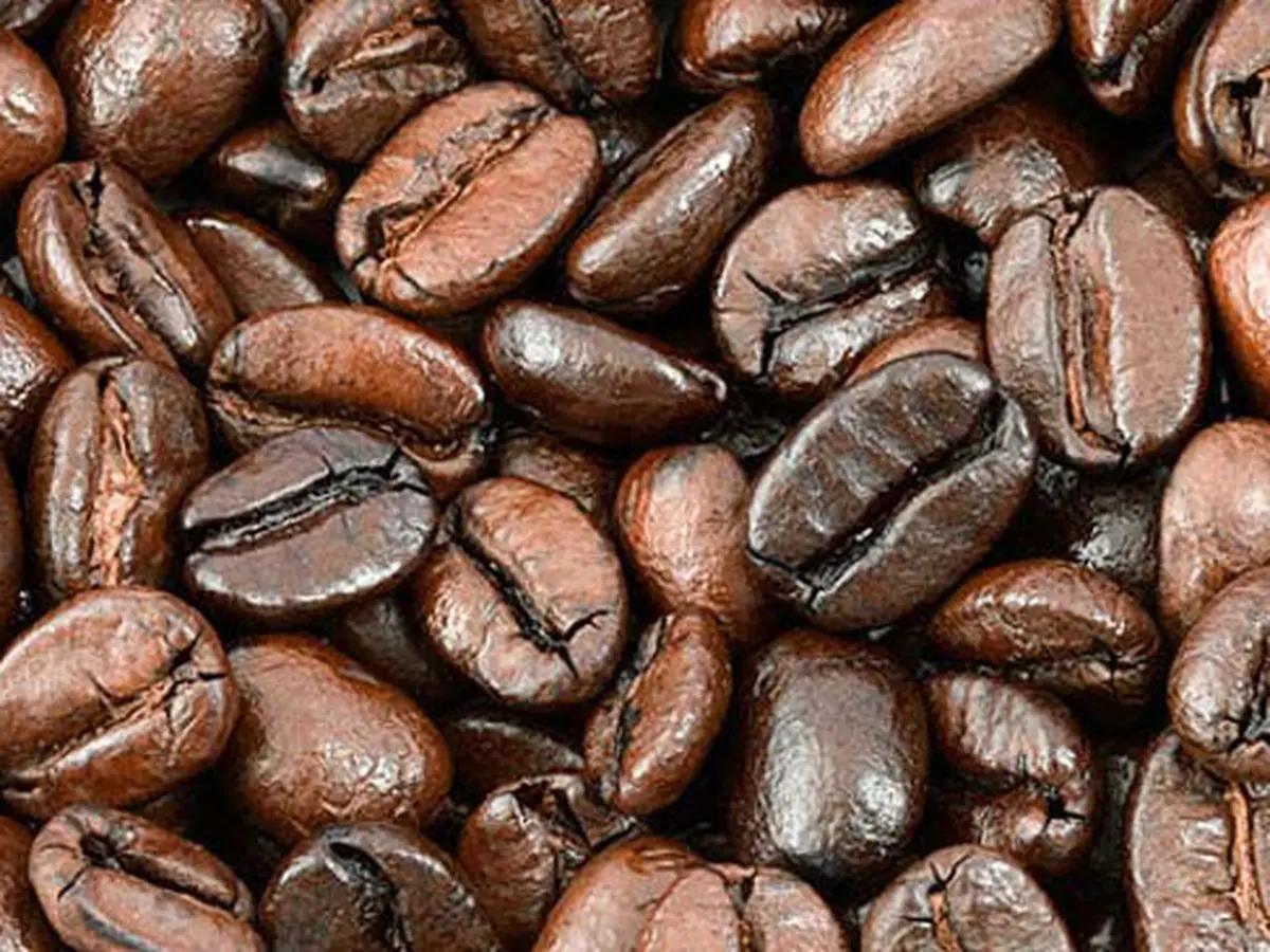 kopi arabika