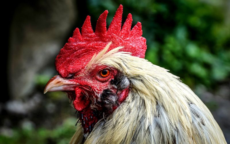 Manfaat Cukur Bulu Ayam