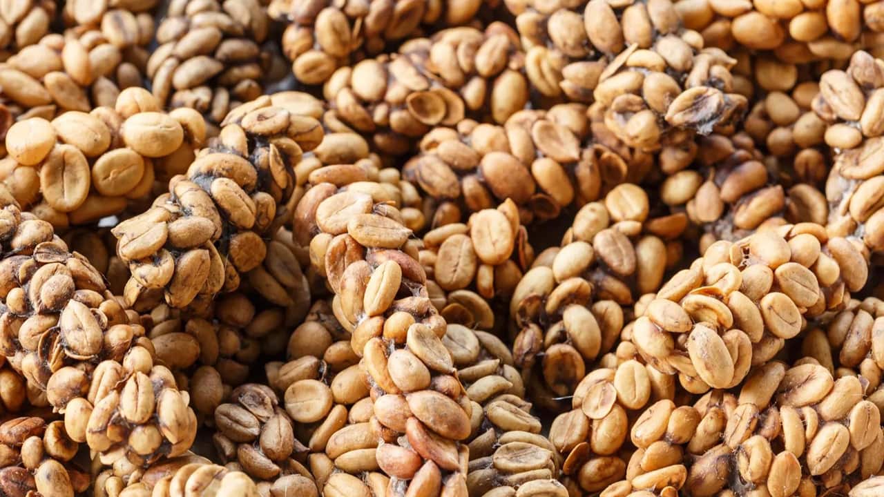 Proses Kopi Luwak