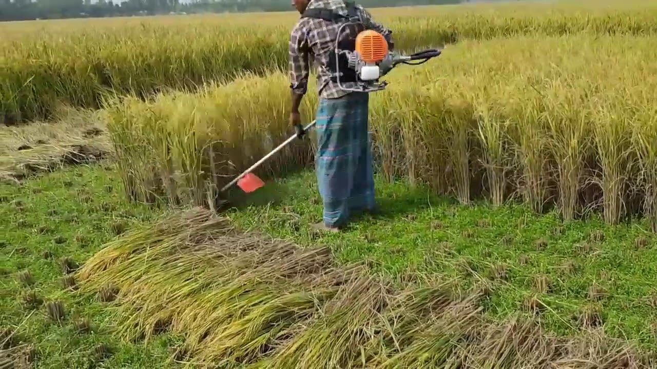 alat pemotong batang padi