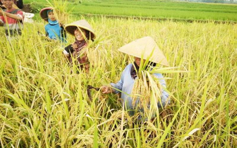 Manfaat Alat Perontok Padi