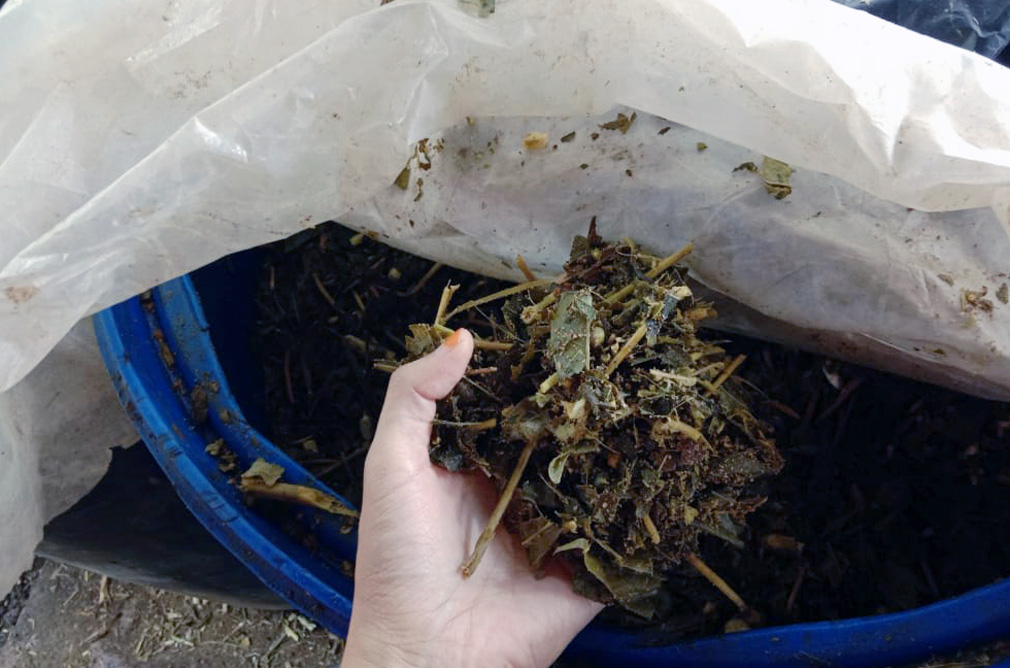 Cara buat Silase Pakan Kambing untuk Peternak Sukses