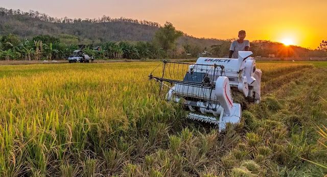 Solusi Pekerja Sawah Praktis untuk Efisiensi dan Produktivitas