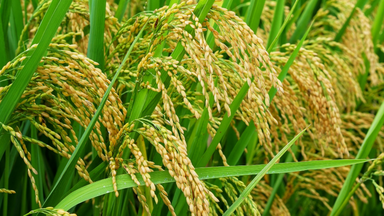 alat panen padi modern