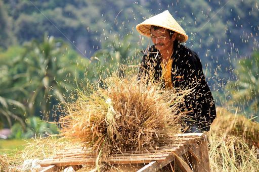 Panduan Panen Padi Skala Besar